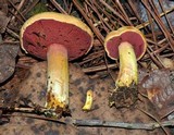 Chalciporus pseudorubinellus image