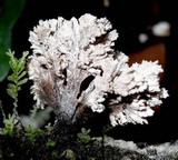 Xylaria cubensis image