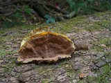 Trametes pubescens image