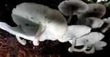 Clitocybula azurea image