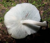Clitocybula azurea image