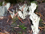 Clavulina coralloides image
