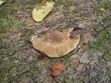 Trametes pubescens image