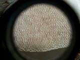 Lenzites elegans image