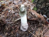 Phallus ravenelii image