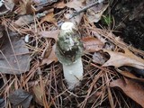 Phallus ravenelii image