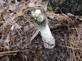 Phallus ravenelii image