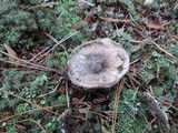 Tricholoma griseoviolaceum image