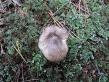 Tricholoma griseoviolaceum image