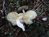 Tricholoma griseoviolaceum image