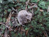 Tricholoma griseoviolaceum image