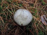 Tricholoma marquettense image