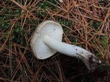 Tricholoma marquettense image