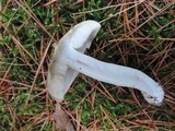 Tricholoma marquettense image