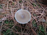 Clitocybe vibecina image