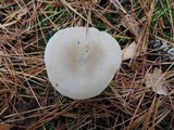 Clitocybe vibecina image