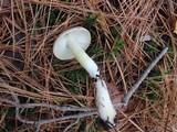 Tricholoma portentosum image
