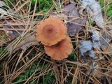 Laccaria nobilis image