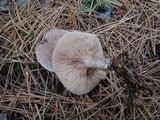 Clitocybe martiorum image
