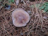 Clitocybe martiorum image