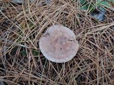 Clitocybe martiorum image