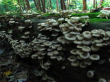 Clitocybula abundans image