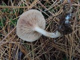 Clitocybe martiorum image