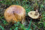 Suillus acidus image