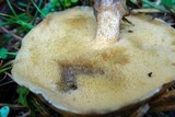 Suillus acidus image