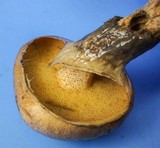 Suillus acidus image