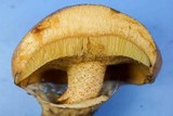 Suillus acidus image