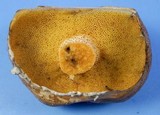 Suillus acidus image