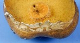 Suillus acidus image