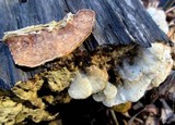 Gloeoporus dichrous image