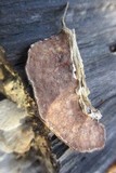 Gloeoporus dichrous image