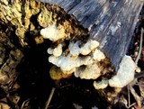 Gloeoporus dichrous image