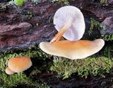 Hypholoma capnoides image