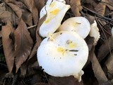 Hygrophorus chrysodon image
