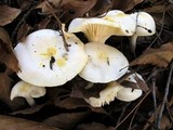 Hygrophorus chrysodon image