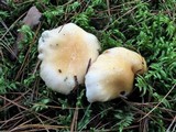 Hygrophorus flavodiscus image