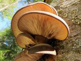 Sarcomyxa serotina image
