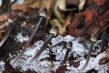 Mycena abramsii image