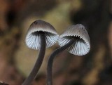 Mycena abramsii image