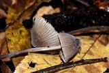 Mycena abramsii image