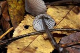 Mycena abramsii image