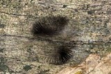 Psathyrella corrugis image