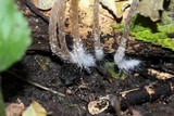 Psathyrella corrugis image