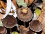 Psathyrella corrugis image