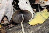 Psathyrella corrugis image