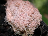 Fuligo septica image